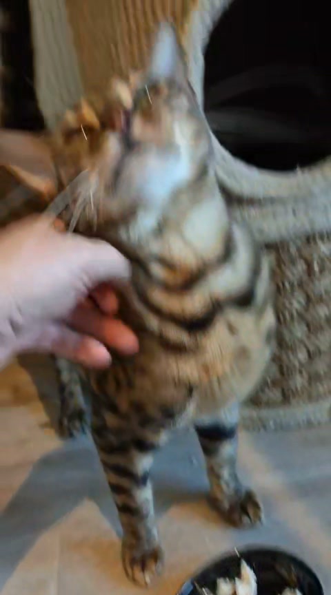 Luxe-Kattenhotel.be