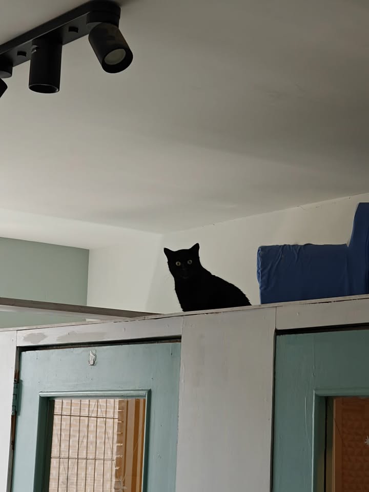 Luxe-Kattenhotel.be