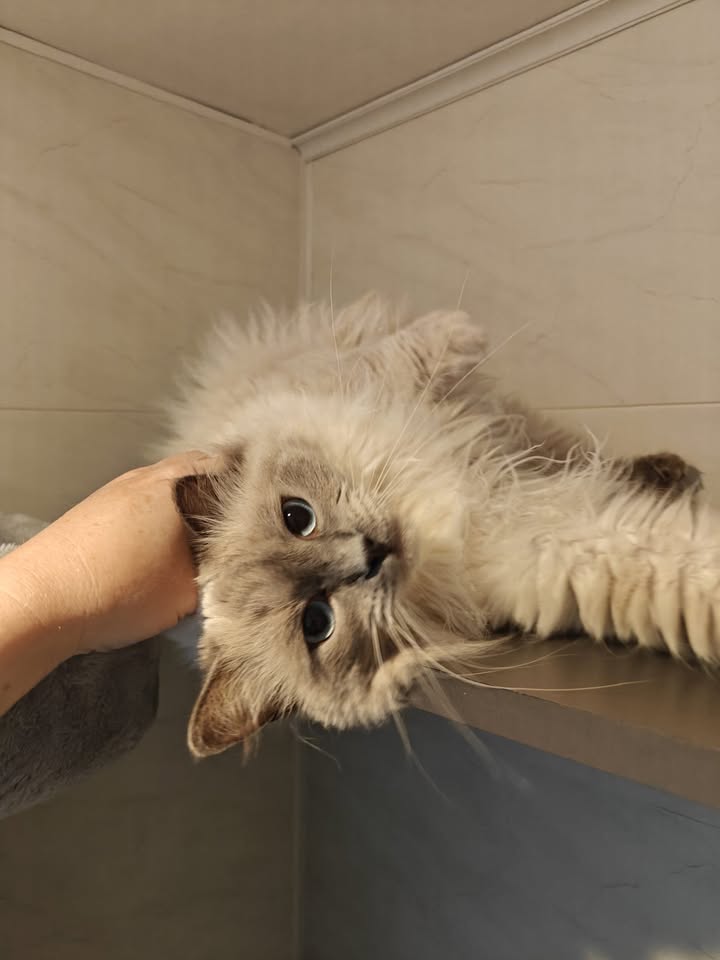 Luxe-Kattenhotel.be