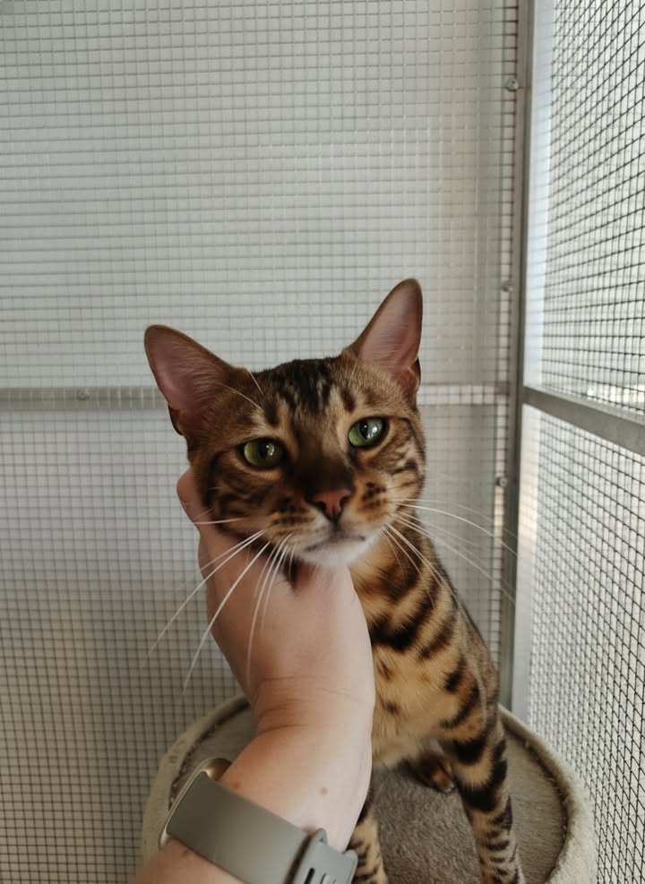 Luxe-Kattenhotel.be