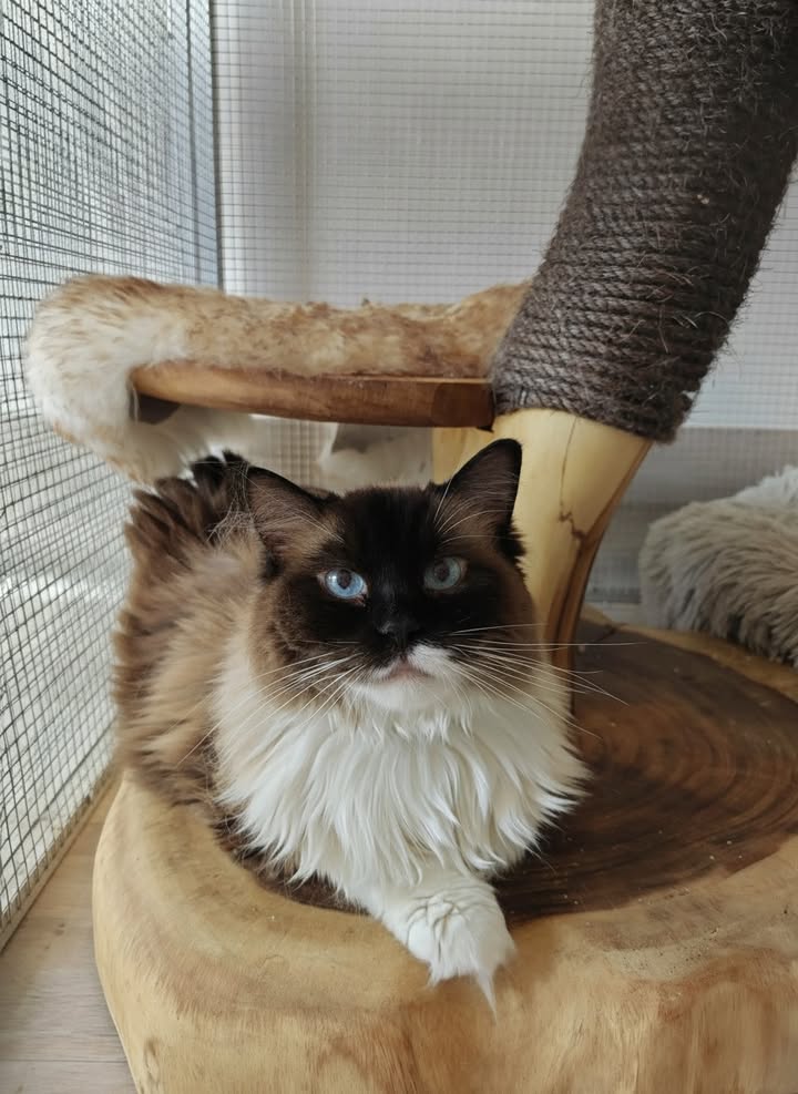 Luxe-Kattenhotel.be