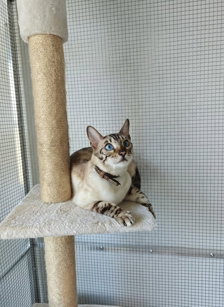 Luxe-Kattenhotel.be