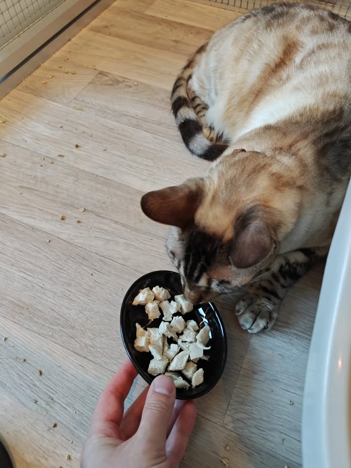 Luxe-Kattenhotel.be