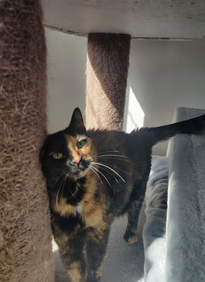 Luxe-Kattenhotel.be