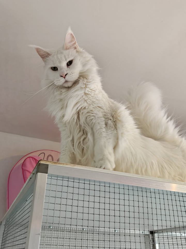 Luxe-Kattenhotel.be
