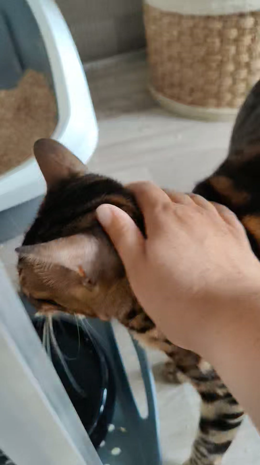 Luxe-Kattenhotel.be