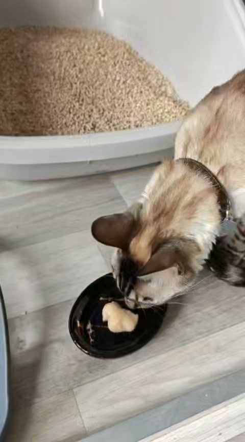 Luxe-Kattenhotel.be