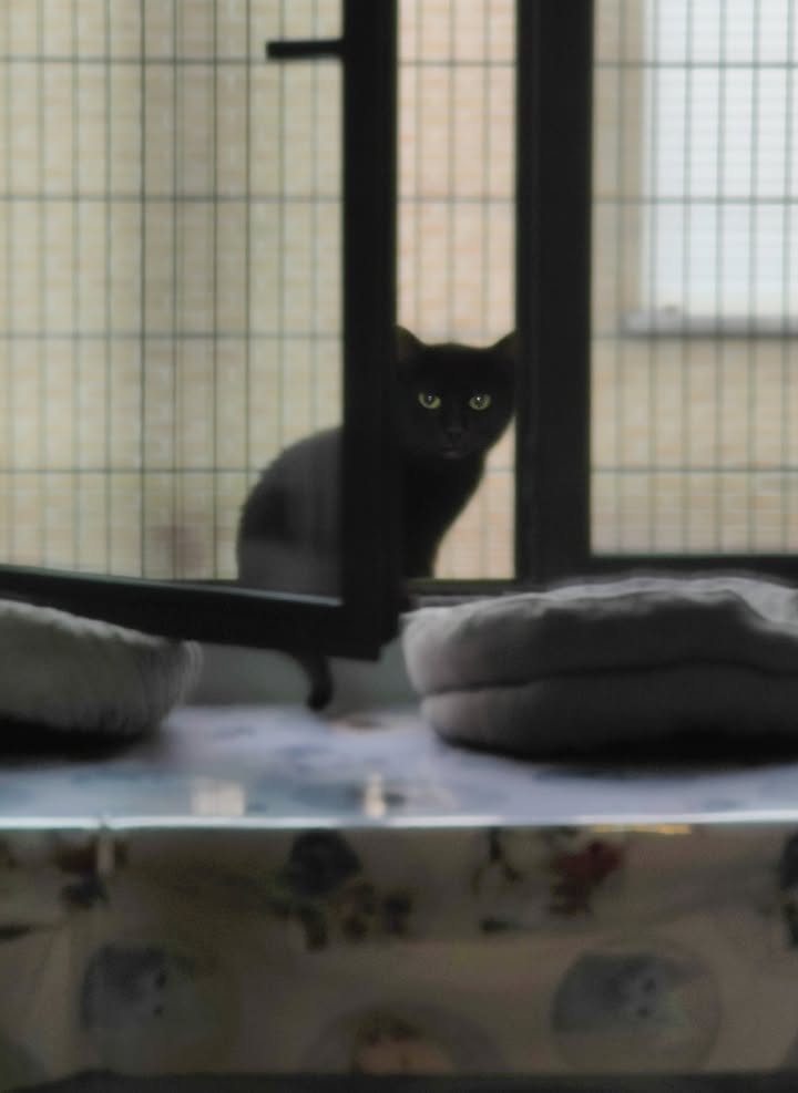 Luxe-Kattenhotel.be