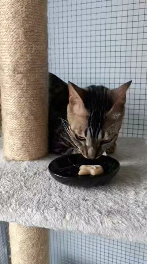 Luxe-Kattenhotel.be