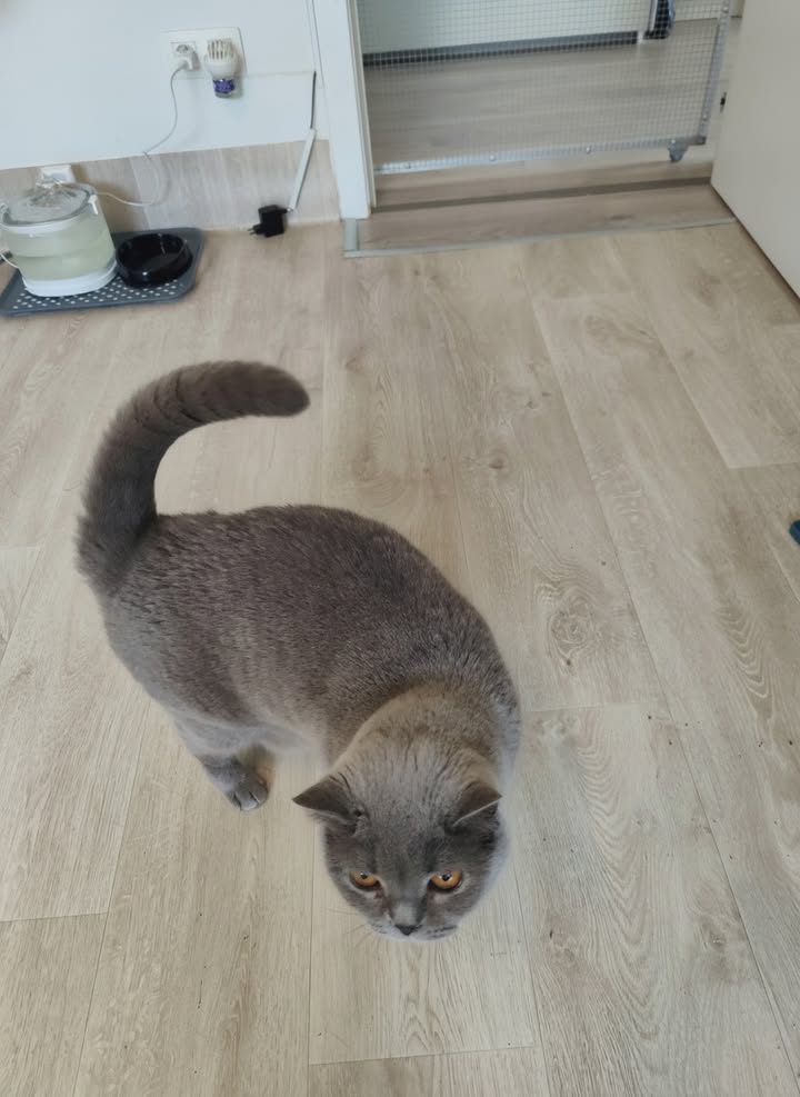 Luxe-Kattenhotel.be
