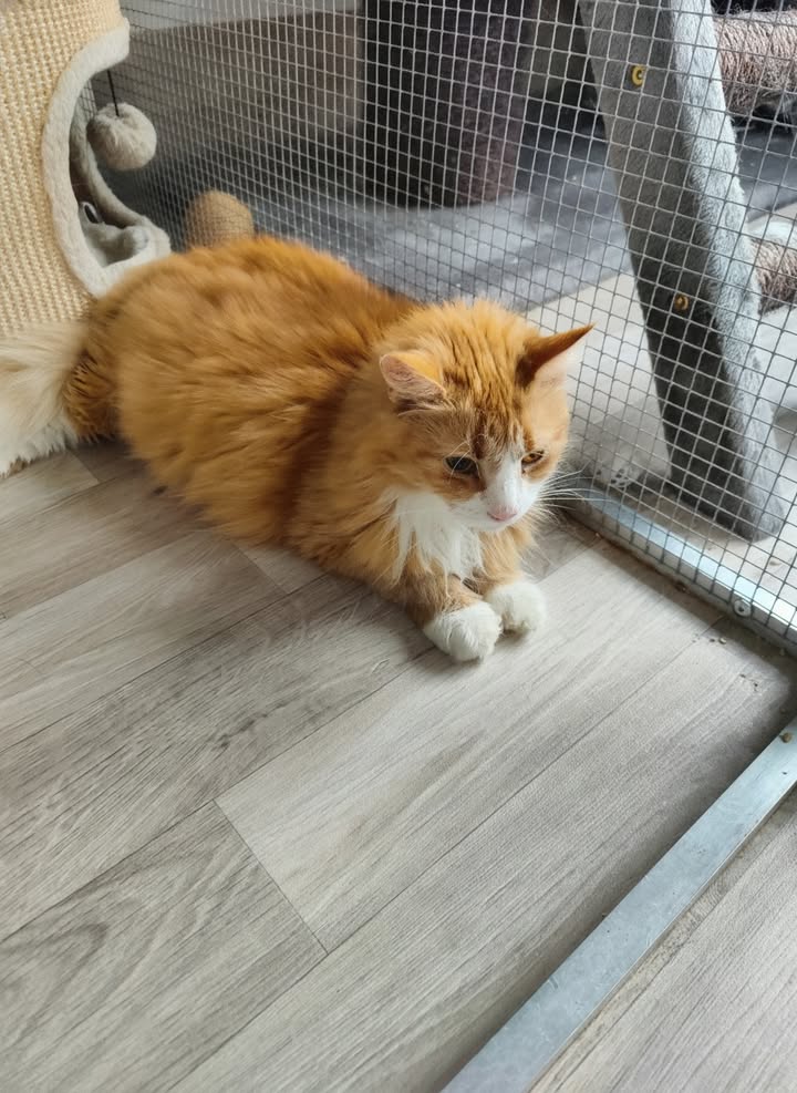 Luxe-Kattenhotel.be