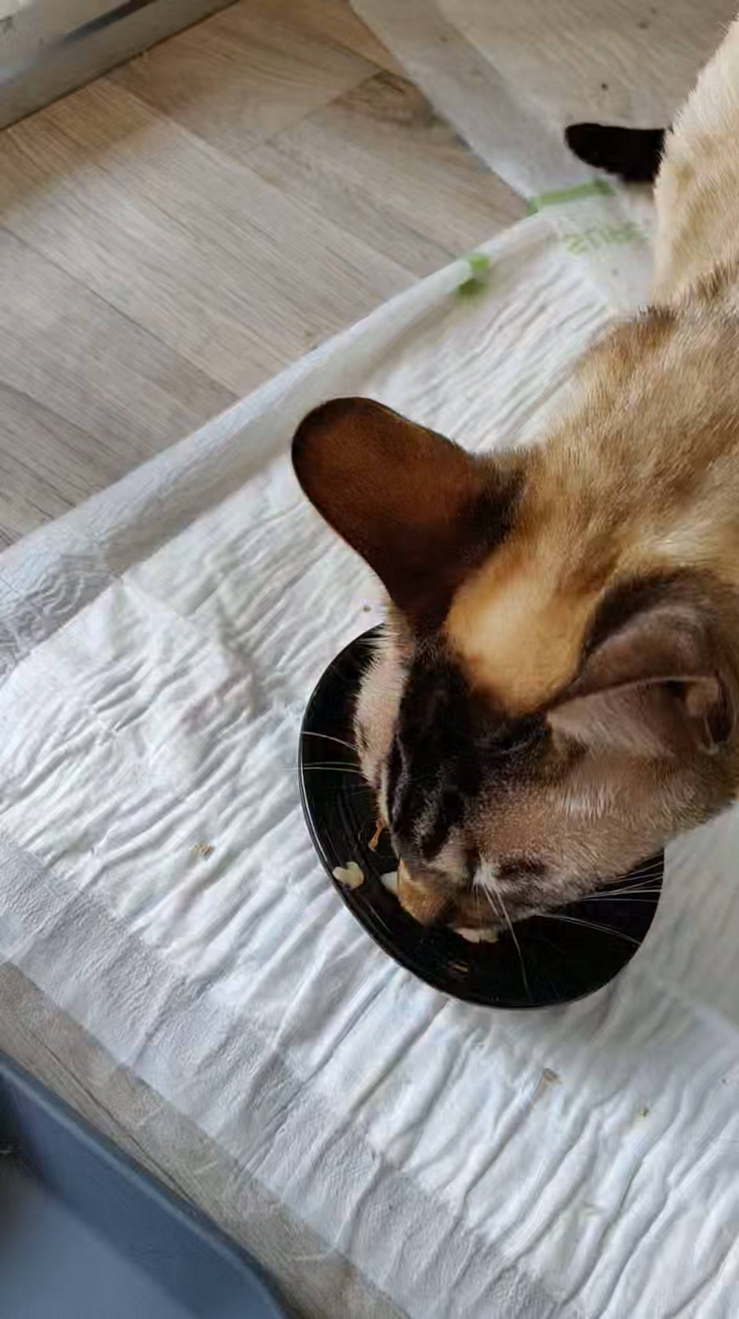 Luxe-Kattenhotel.be