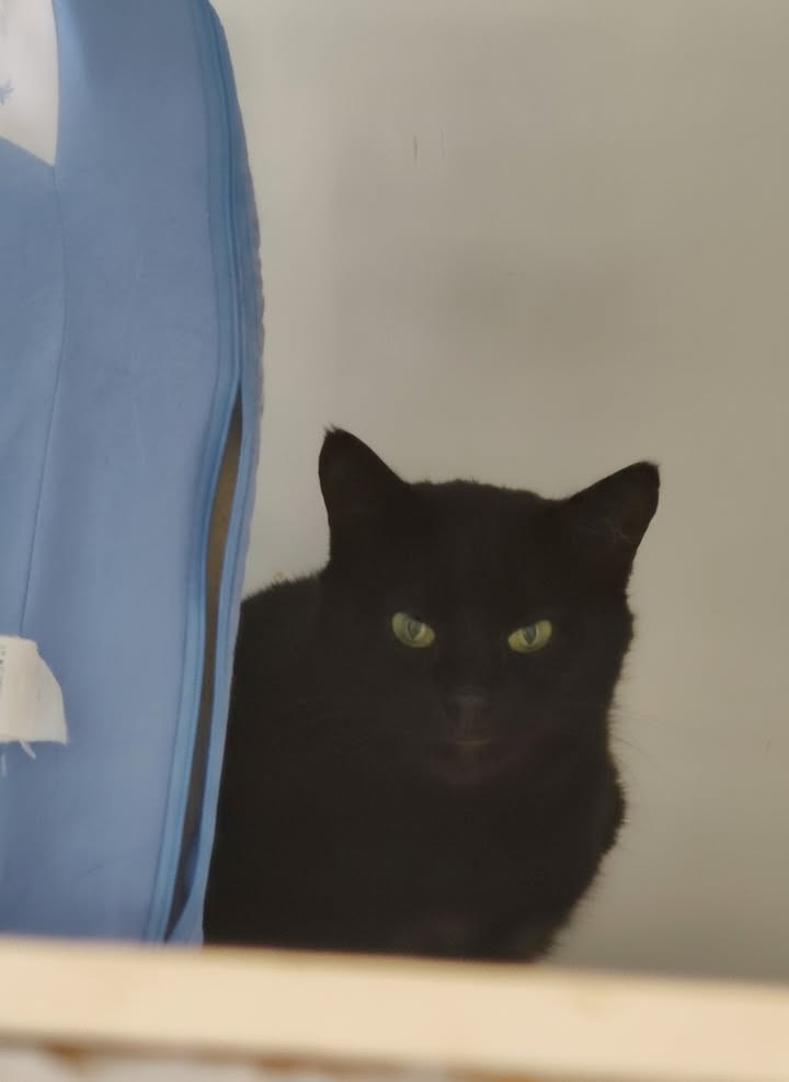 Luxe-Kattenhotel.be
