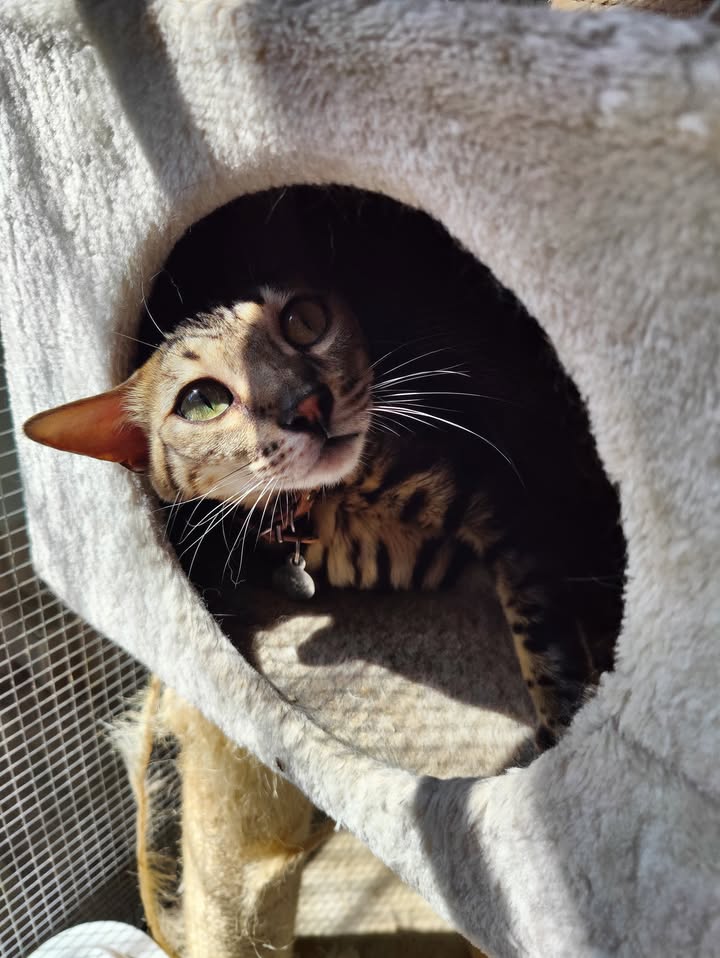 Luxe-Kattenhotel.be