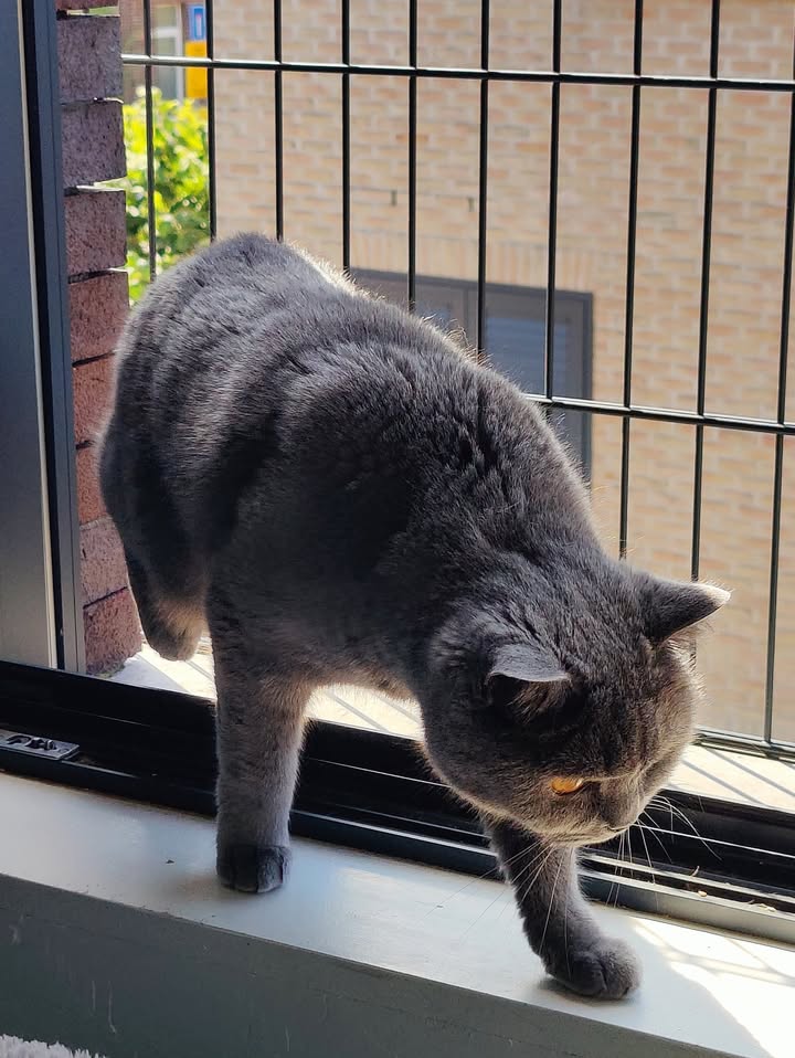 Luxe-Kattenhotel.be