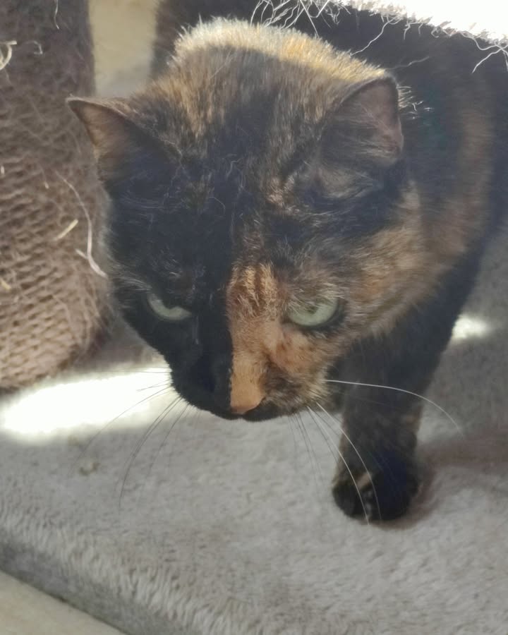 Luxe-Kattenhotel.be
