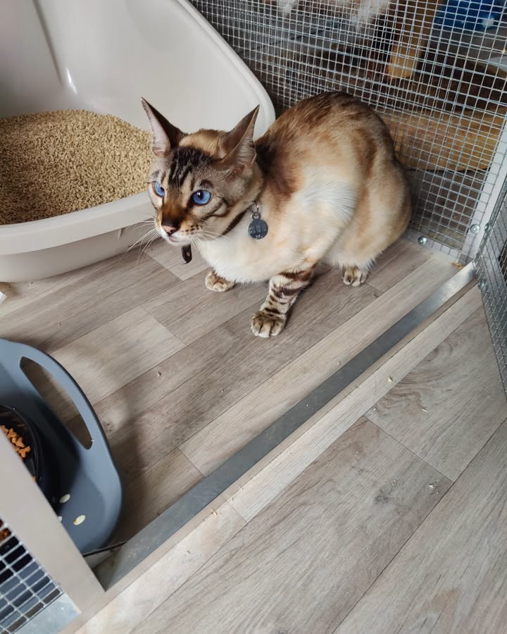 Luxe-Kattenhotel.be