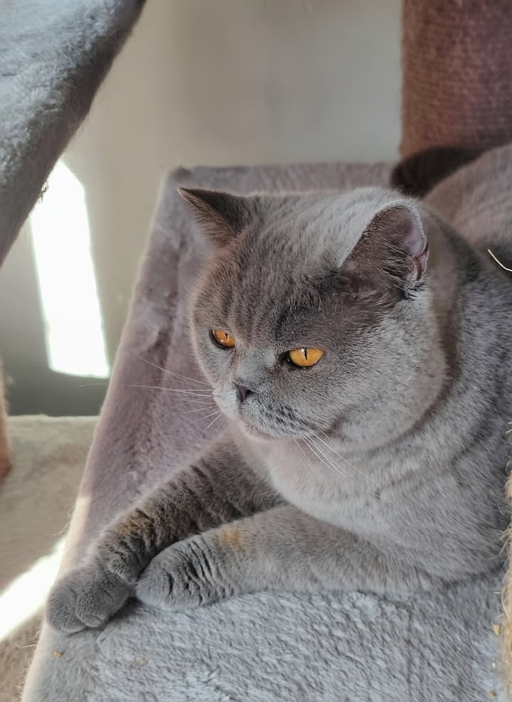 Luxe-Kattenhotel.be