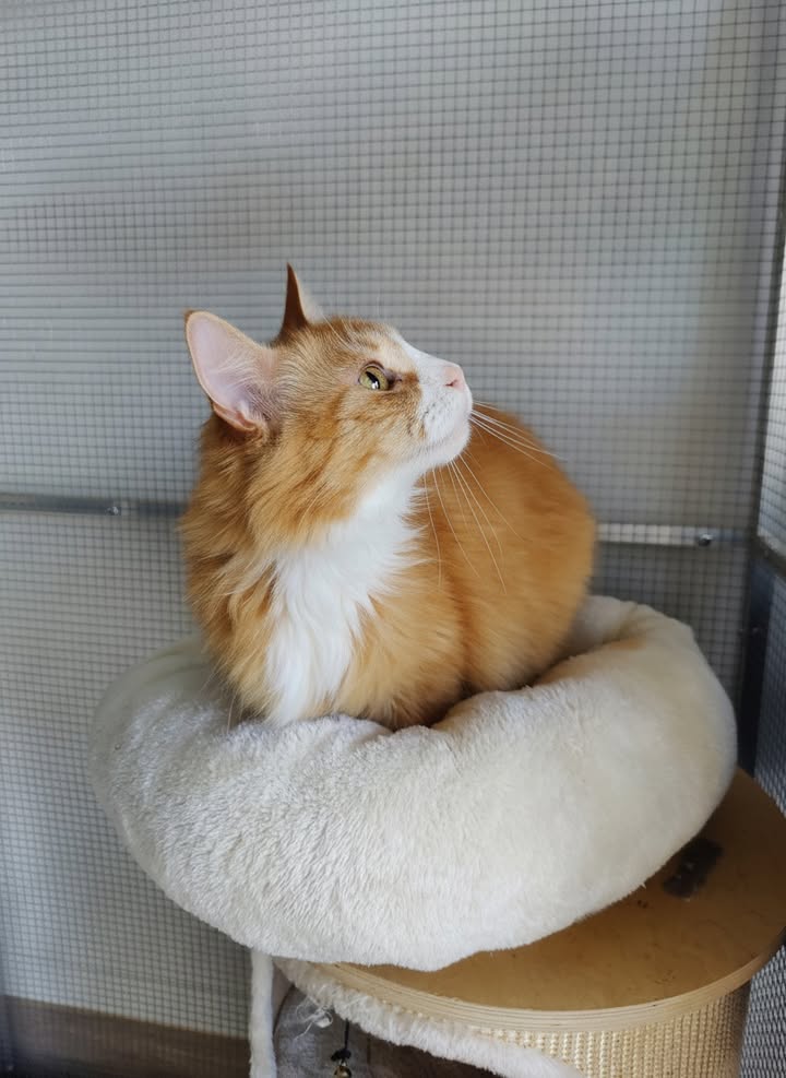 Luxe-Kattenhotel.be