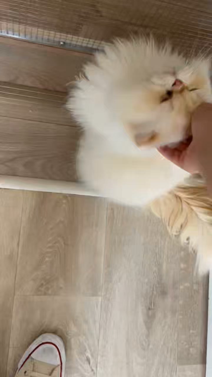 Luxe-Kattenhotel.be