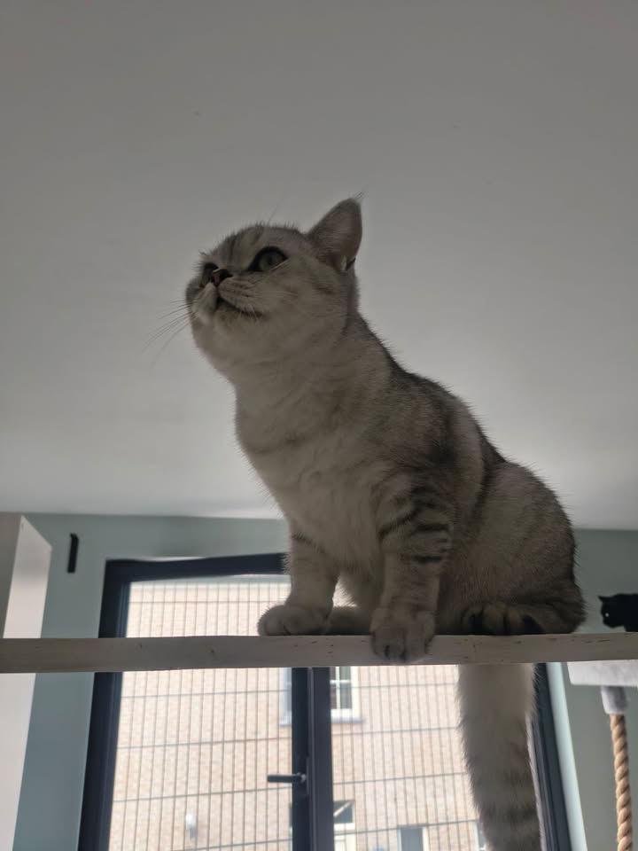 Luxe-Kattenhotel.be