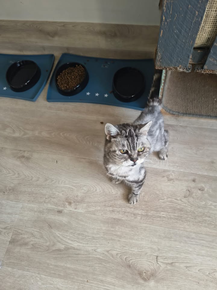 Luxe-Kattenhotel.be