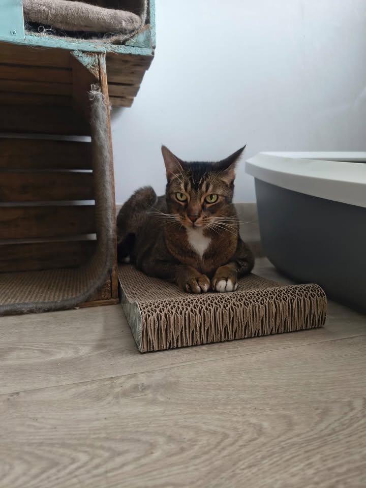 Luxe-Kattenhotel.be