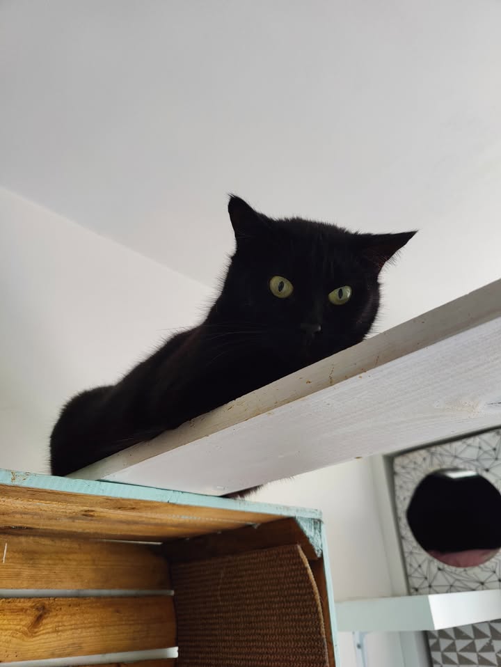 Luxe-Kattenhotel.be