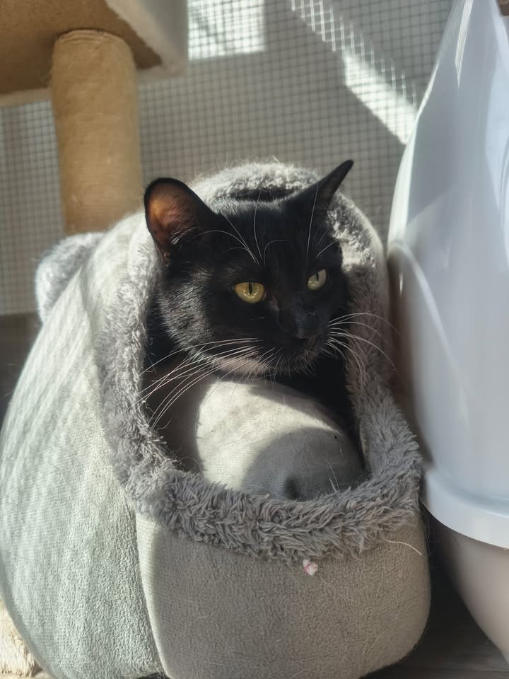 Luxe-Kattenhotel.be