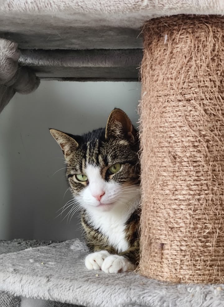 Luxe-Kattenhotel.be