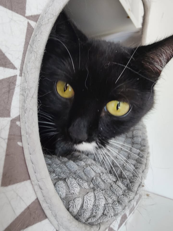 Luxe-Kattenhotel.be