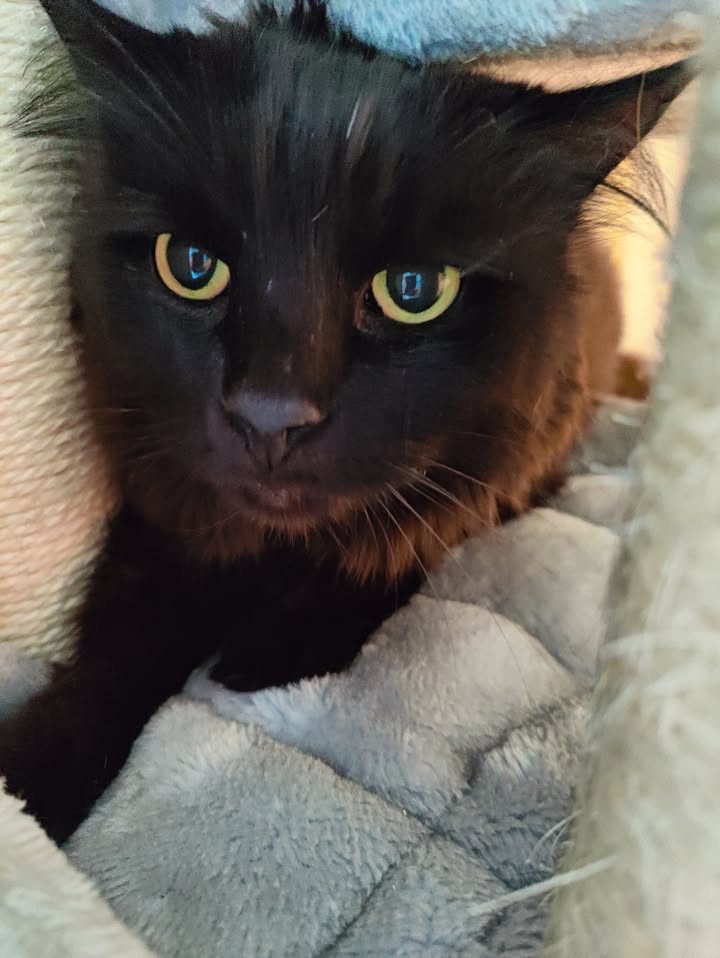 Luxe-Kattenhotel.be