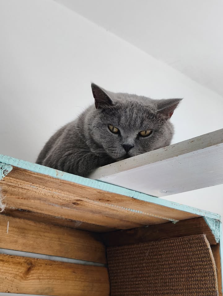 Luxe-Kattenhotel.be