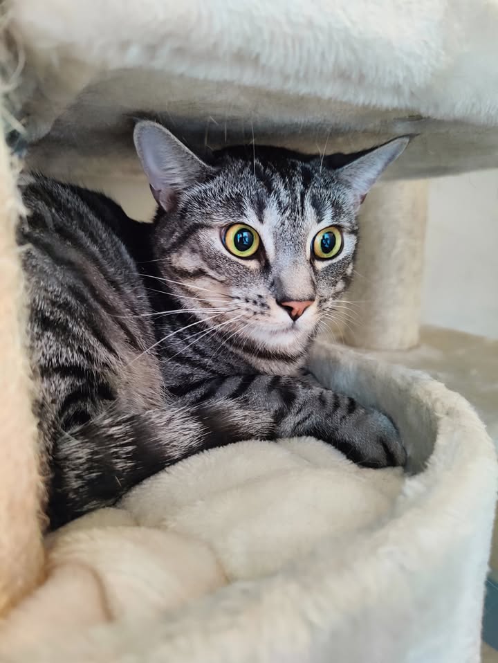 Luxe-Kattenhotel.be