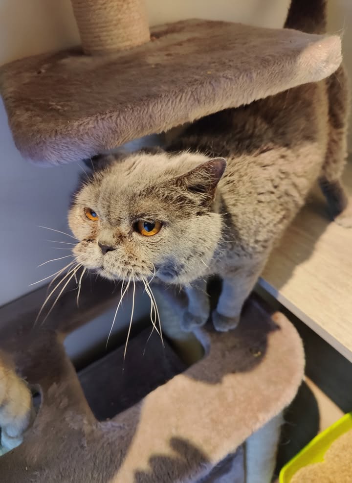 Luxe-Kattenhotel.be