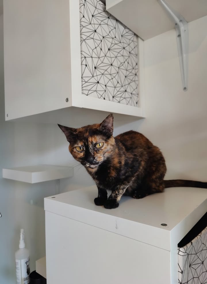 Luxe-Kattenhotel.be