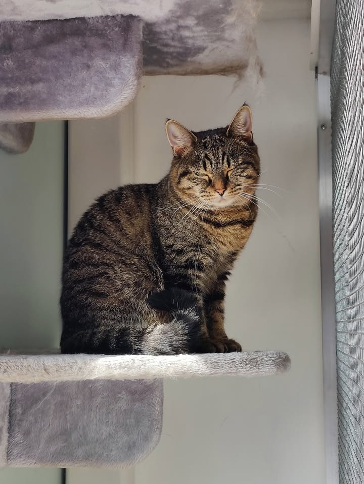 Luxe-Kattenhotel.be