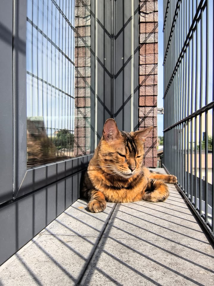 Luxe-Kattenhotel.be