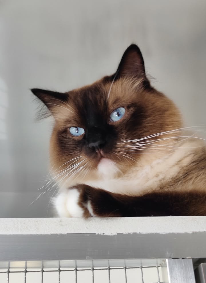 Luxe-Kattenhotel.be