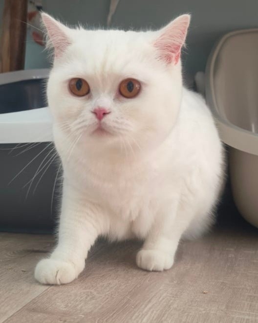 Luxe-Kattenhotel.be