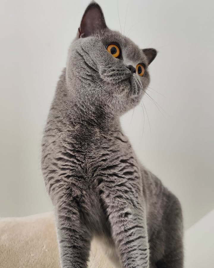 Luxe-Kattenhotel.be