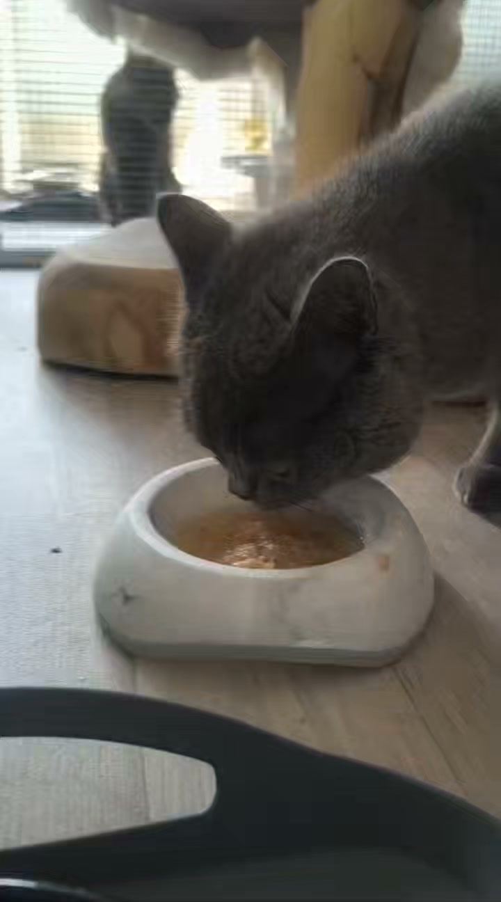 Luxe-Kattenhotel.be