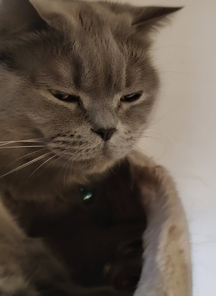 Luxe-Kattenhotel.be