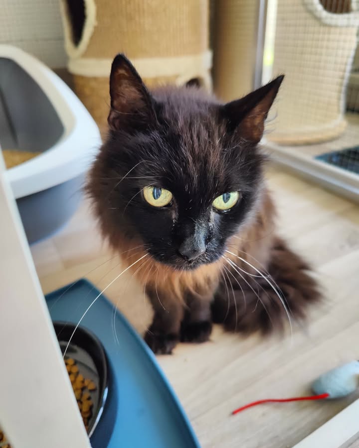 Luxe-Kattenhotel.be