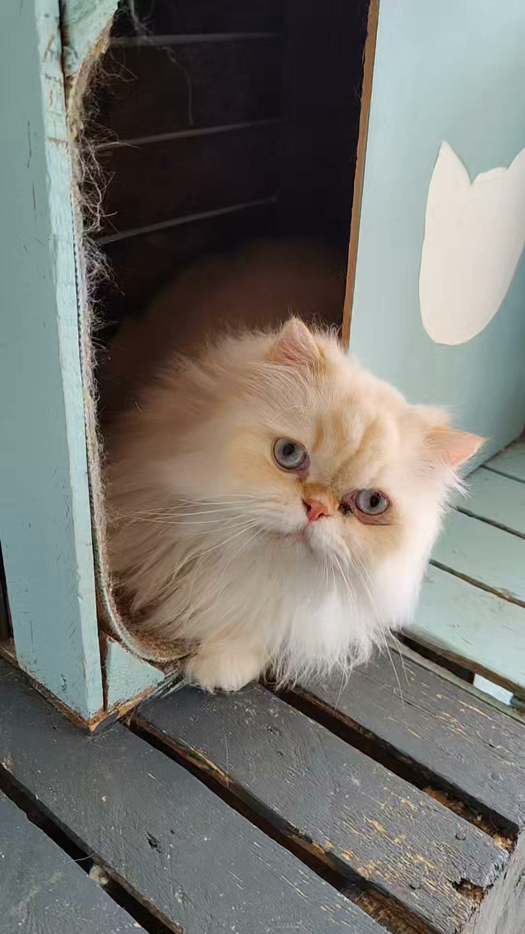 Luxe-Kattenhotel.be