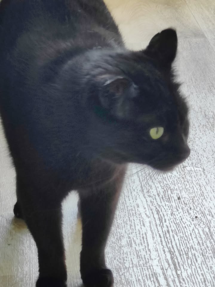 Luxe-Kattenhotel.be