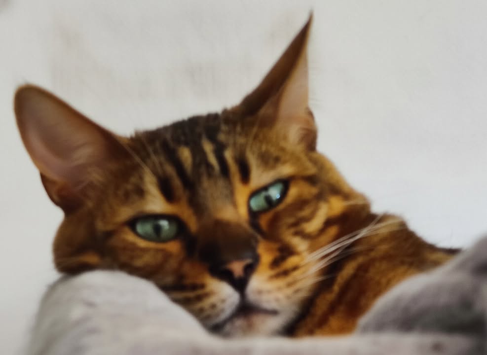 Luxe-Kattenhotel.be