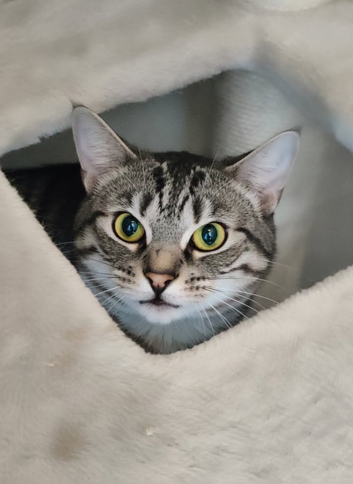 Luxe-Kattenhotel.be